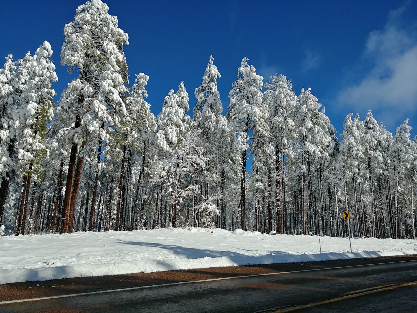 Snowy trees